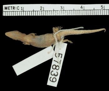 Media type: image;   Herpetology R-57839